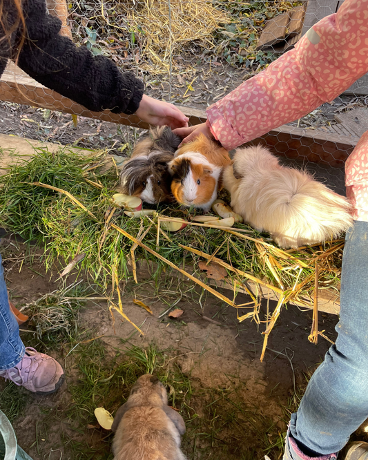Meerschweinchen-Quiz & Rallye - Schatzsuche für Kinder (5–10 Jahre) – Das praxiserprobte Abenteuer
