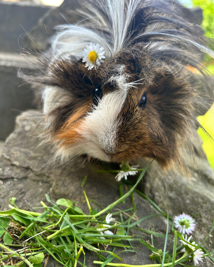Meerschweinchen-Quiz & Rallye - Schatzsuche für Kinder (5–10 Jahre) – Das praxiserprobte Abenteuer