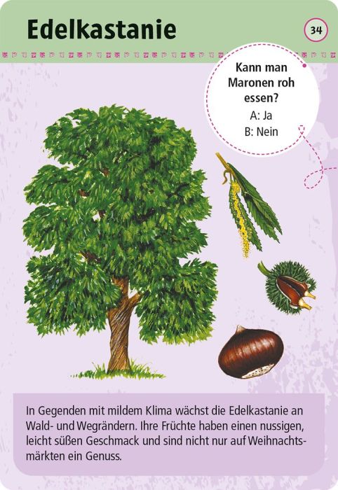 Rückseite der Verpackung und Blick auf das Glossar des Pflanzen-Kartensets für Kinder ab 6 Jahren.